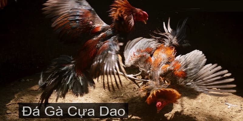 Đá gà cựa dao tại nhà cái 23win