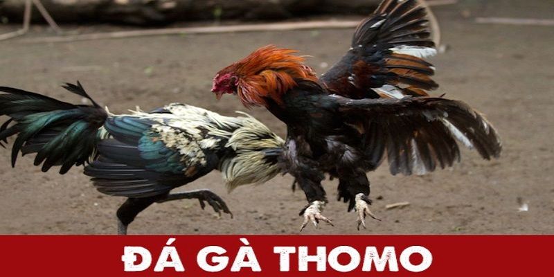 Hướng dẫn về luật chơi đá gà Thomo